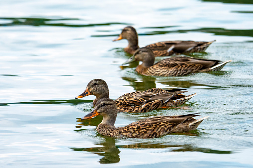 A group of young mallards swim in the lake.