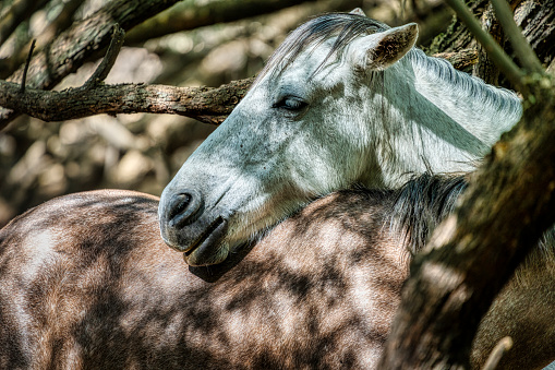 Salt River Wild Horses in Tonto National Forest near Phoenix, Arizona.