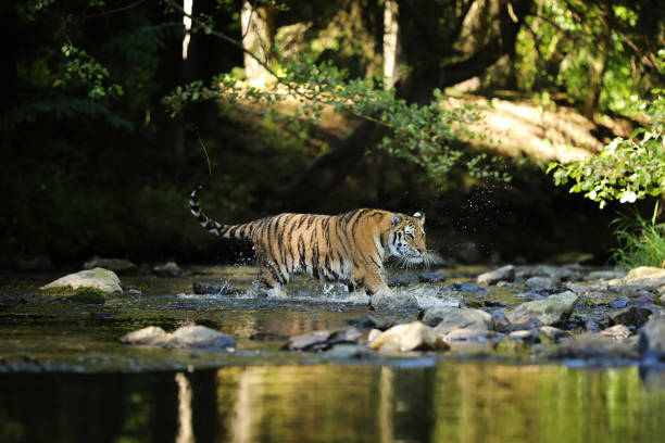 Amur tiger walking in the water. Dangerous animal in green forest stream. Grey stone, river droplet. Siberian tiger in the river. Panthera tigris altaica The Siberian tiger Panthera tigris Tigris, or Amur tiger Panthera tigris altaica in the forest walking in a water. Tiger with green background siberian tiger photos stock pictures, royalty-free photos & images