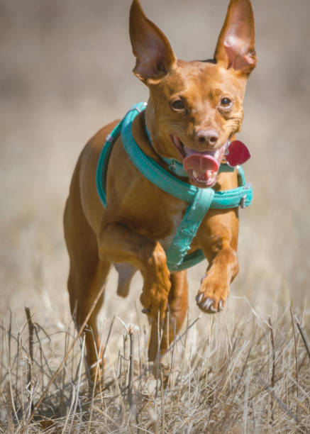 istock A male miniature pinscher runs through the brown grass in early spring. 1337305699