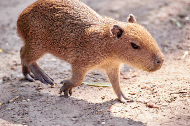 istock A beautiful funny capybara mammal in the park 1337305903
