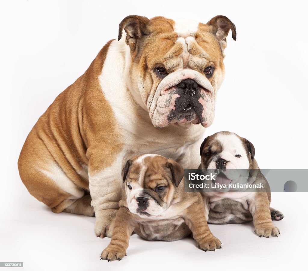 english Bulldog puppy english Bulldog puppy, family dog, Dad and kids English Bulldog Stock Photo