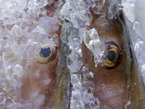 fresh seafood offered on fishmarket