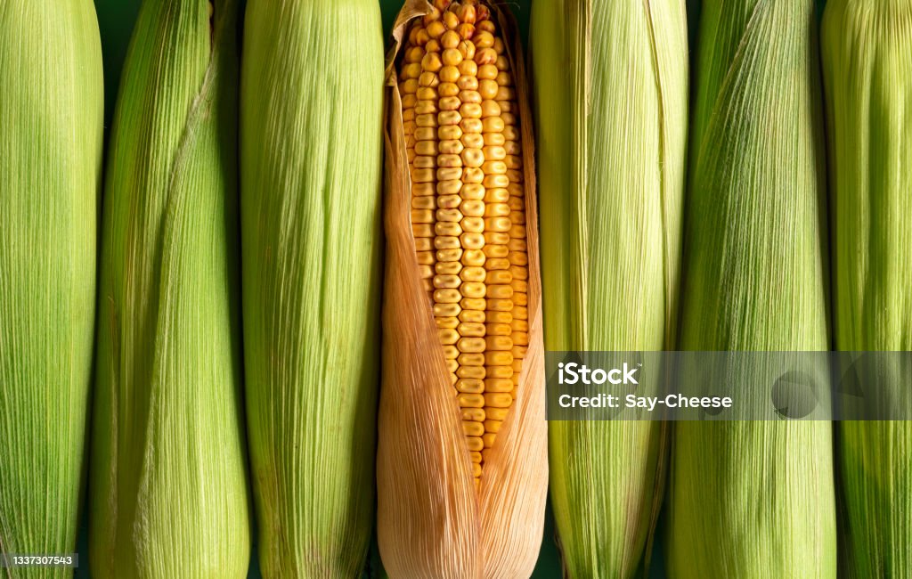 Corn background, top view. Green corn and maize aligned in a row. Corn with green husk and ripe maize aligned in a row, top view. Full-frame background with corn, green and riped. Corn - Crop Stock Photo