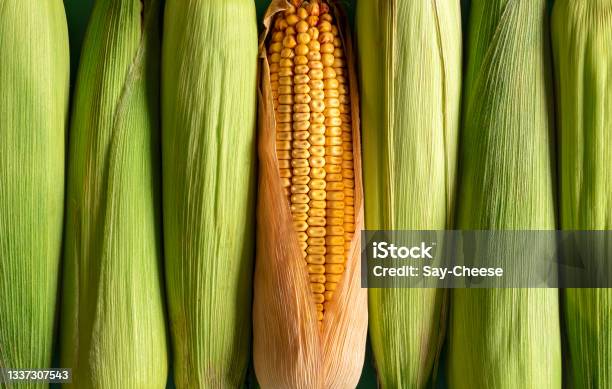 Corn Background Top View Green Corn And Maize Aligned In A Row Stock Photo - Download Image Now