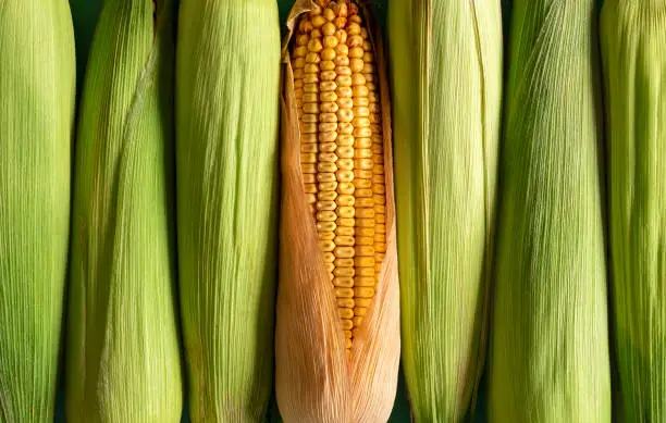 Corn with green husk and ripe maize aligned in a row, top view. Full-frame background with corn, green and riped.