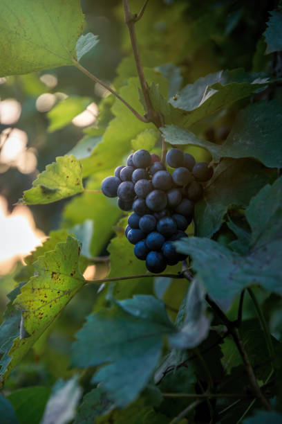 kiści dojrzałych niebieskich winogron i liści winogron - vineyard napa valley california vertical zdjęcia i obrazy z banku zdjęć