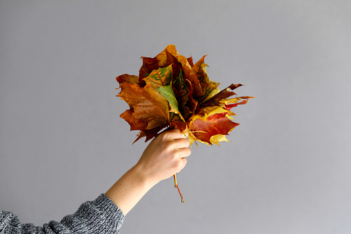 Autumn mood creative background. Woman's hand is holding maple leaves bouquet over gray wall background. Autumn, fall, thanksgiving day concept