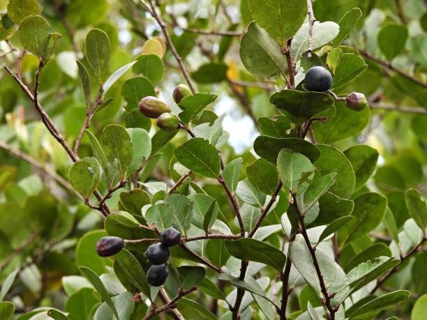 Cocoplum (Chrysobalanus icaco) tree with berries Cocoplum tree close-up chrysobalanaceae stock pictures, royalty-free photos & images