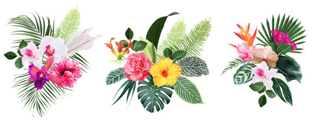 Exotic tropical flowers, orchid, strelitzia, hibiscus, bougainvillea, gloriosa, palm, monstera Exotic tropical flowers, orchid, strelitzia, hibiscus, bougainvillea, gloriosa, palm, monstera leaves vector design bouquet. Jungle forest wedding floral design. Island greenery. Isolated and editable zebra plant stock illustrations