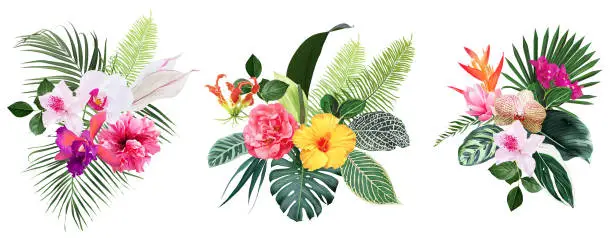 Vector illustration of Exotic tropical flowers, orchid, strelitzia, hibiscus, bougainvillea, gloriosa, palm, monstera