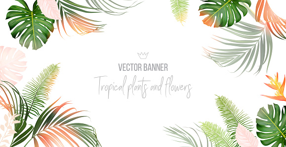 Tropical banner arranged from exotic pink leaves. Paradise plants, greenery, flower and palm card. Stylish fashion frame. Sunset orange light. Wedding design. Leaves are not cut. Isolated and editable