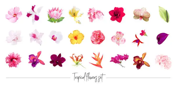 Vector illustration of Exotic tropical flowers big vector clipart set. Orchid, strelitzia, hibiscus, bougainvillea, gloriosa