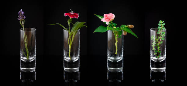istock Four shot glasses with different plants placed on reflective surface on black background 1337311989