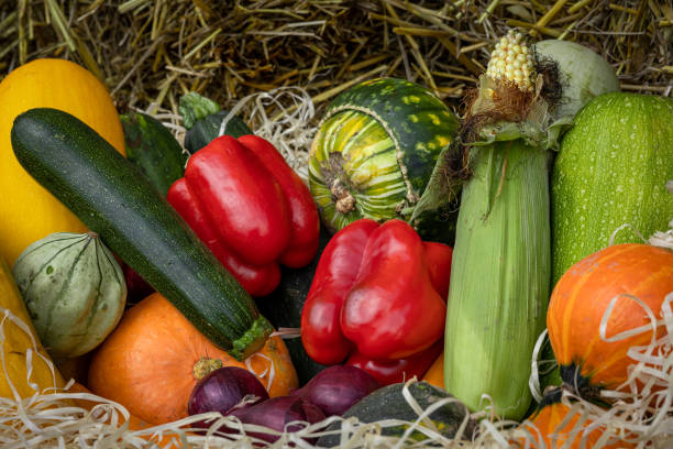 collezione colorata di frutta e verdura su un fieno. - marrow squash autumn corn crop hay foto e immagini stock