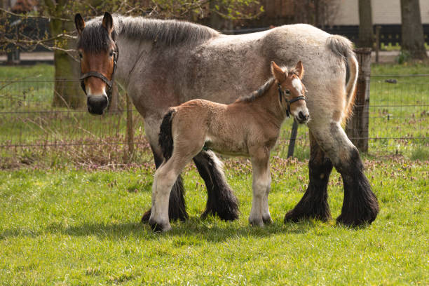 yegua y potro juntos. - foal mare horse newborn animal fotografías e imágenes de stock