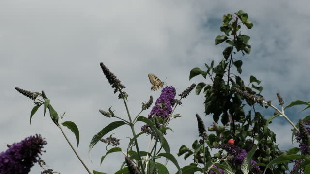 Papilio machaon, the Old World yellow swallowtail on lilac