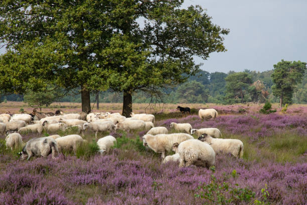 istock Sheep on the blooming heather 1337316470