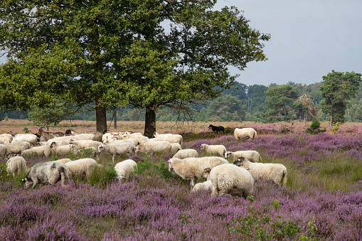 Sheep on the blooming heather
