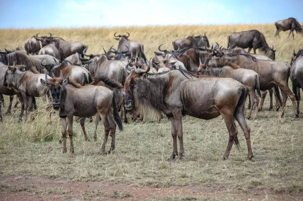 istock wildebeest roaming the Kenyan wilderness 1337317345