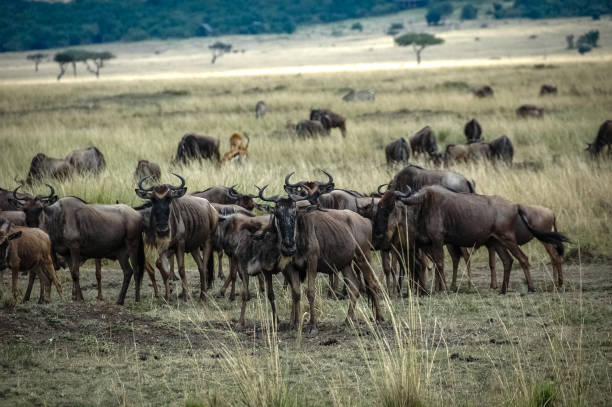 istock wildebeest roaming the Kenyan wilderness 1337317346