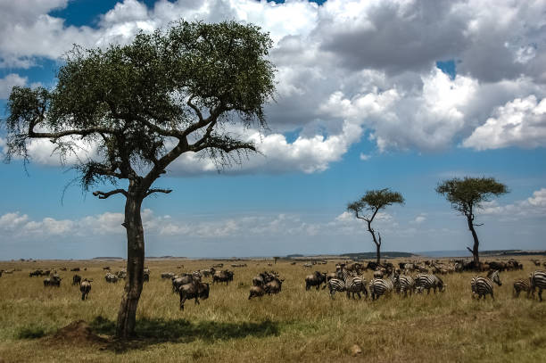 istock wildebeest roaming the Kenyan wilderness 1337317385