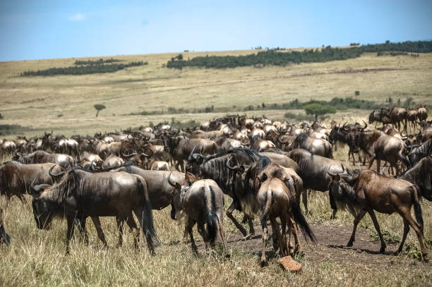 istock wildebeest roaming the Kenyan wilderness 1337317389