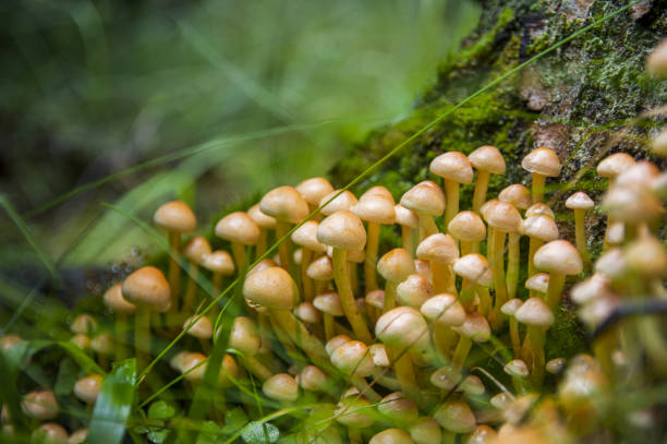 funghi falsi di miele non commestibili che crescono dal ceppo dell'abete - moss fungus macro toadstool foto e immagini stock