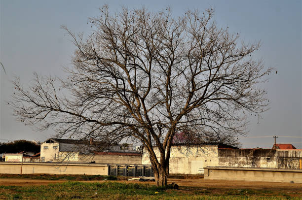 istock A jacaranda mimosifolia tree without leaves and flowers only seeds 1337320353