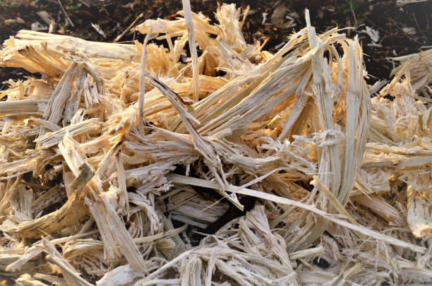 Details of saccharum officinarum bagasse The bagasse of Saccharum officinarum, the raw material of cellulosic ethanol in the field sugar cane saccharum officinarum stock pictures, royalty-free photos & images