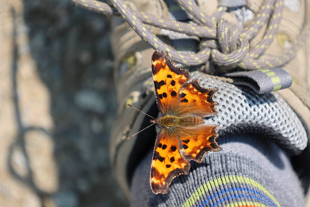 This Green Comma Butterfly perched on the photographer's foot and stayed there for over a kilometer.  This stowaway happened in Parc National De La Gaspésie in Quebec.