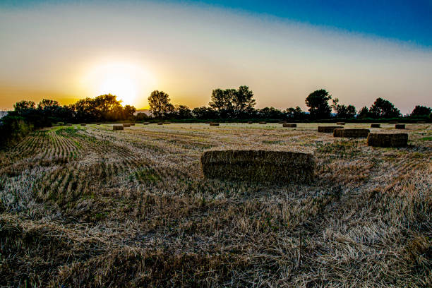 istock Fodder fields  nearZaragoza, Aragon,Spain 1337321361
