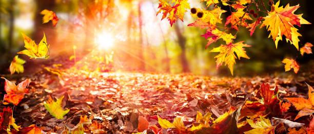 istock Leaves Falling In Defocused Autumn Forest With Sunlight And Wind 1337321487