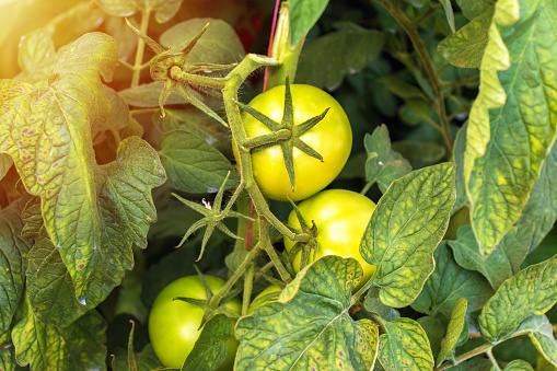 Unripe Green Tomatoes in the Field