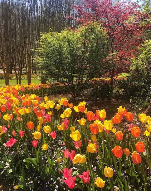 istock March of the Tulips 1337325650