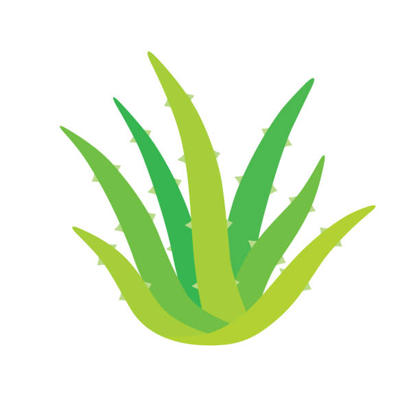 ilustrações, clipart, desenhos animados e ícones de planta de aloe vera - tratamento botânico de balneário