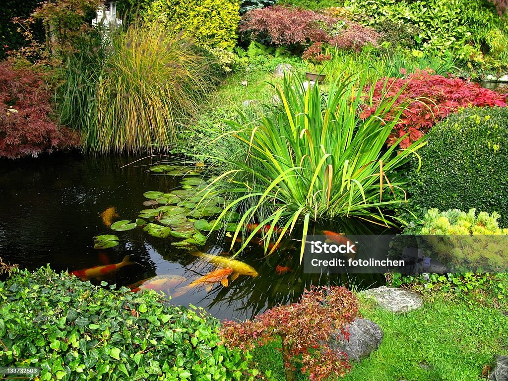 Großen kois - Lizenzfrei Teich Stock-Foto