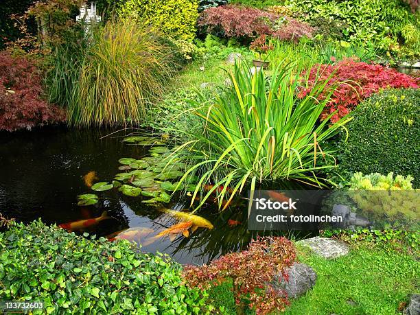 Großen Kois Stockfoto und mehr Bilder von Teich - Teich, Zierkarpfen, Hausgarten