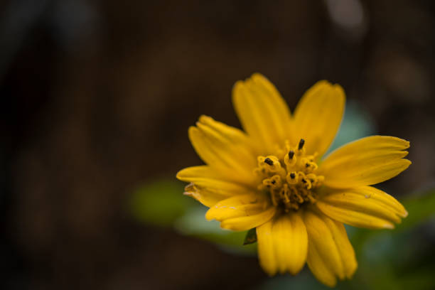 istock Wild flower blossoms on the mountain when spring season 1337327113