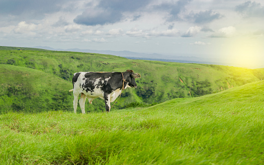 A cow eating grass in the fresh field, a calf eating grass on a green hill with copy space