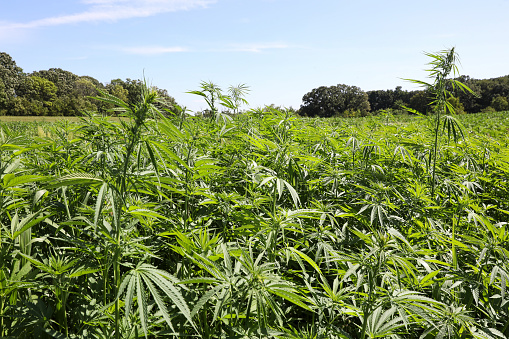 Cannabis or Marijuana leaves plants on white background.