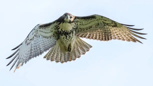 Photo of Goshawk or Coopers Hawk