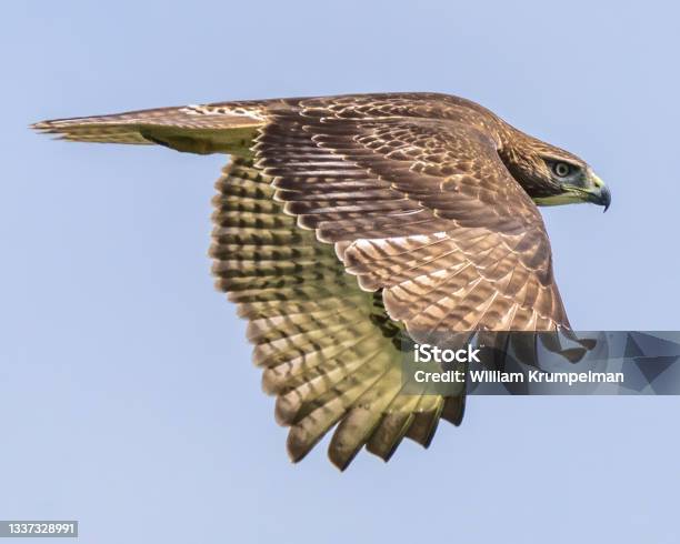 Goshawk Or Coopers Hawk Stock Photo - Download Image Now - Cooper's Hawk, Animal, Animal Body Part