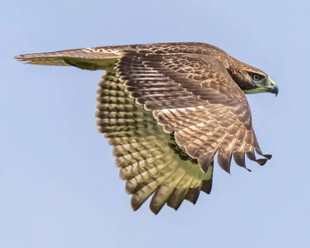 Goshawk or Coopers Hawk