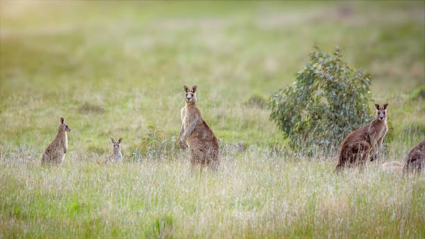 istock Grey Kangaroo in the wild 1337329747