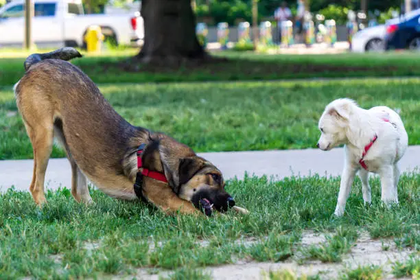 A rescued anatolian shepherd mix playing with a tiny dog in a dog park
