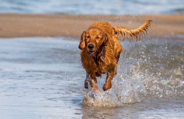 istock Purebred Golden Retreiver Canada 1337332830