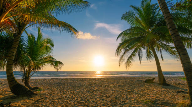 istock Beach autumn vacations concept background Nature frame with coconut palm trees on the beach with sun light flare beautiful sunset or sunrise landscape background. 1337333878