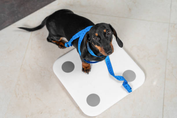 Cute dachshund puppy dog stands on scale to find out its weight and wrapped flexible centimeter ruler to make measurements before starting training and diet, top view. healthy lifestyle stock photo