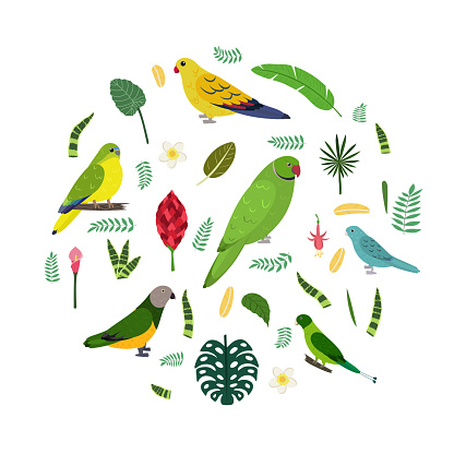 Design template with parrots in circle for kid print. Round composition of tropical birds Neophema, senegal, rose ringed, racket tail. Vector set of jungle life in cartoon style.
